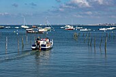 Frankreich, Gironde, Bassin d'Arcachon, Cap Ferret, Le Canon, Austernhafen, Le Chai Gris, Vermietung eines Kahns für einen Spaziergang auf dem Bassin