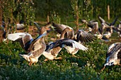 France, Gers, Montesquiou, Ferme des Grisettes, goose breeding