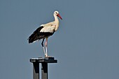 France, Doubs, stork