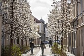 Frankreich, Hauts de Seine, Puteaux, blühende Kamelien in der Marsstraße und Roty