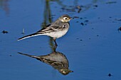 France, Doubs, white wagtail (Motacilla alba), young in small pond