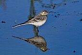 Frankreich, Doubs, Bachstelze (Motacilla alba), Jungtier in kleinem Teich