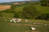 Frankreich, Gers, Lartigue, Ortschaft Baylac, Bauernhof Baylac, Entenzucht im Freien