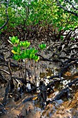 Frankreich, Insel Mayotte (französisches Überseedepartement), Grande Terre, Kani Keli, die Mangroven von Kani Be