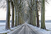 France, Seine et Marne, Vaux le Vicomte, road lined with plane trees, wintertime
