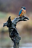 France, Doubs, Common kingfisher (alcedo atthis), juvenile, on the lookout for fish on a branch overlooking the water