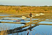 France, Loire Atlantique, Parc Naturel Regional de la Briere (Briere Natural Regional Park), Presqu'ile de Guerande (Guerande's Peninsula), salt marshes of Guerande, harvesting of the fleur de sel (flower of salt)