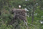 Frankreich, Somme, Baie de Somme, Marquenterre Park, Weißstorch (Ciconia ciconia) auf seinem Nest