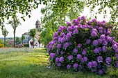 France, Haute Saone, Melisey, les milles etangs, massif of rhododendrons in front of the village of Ecromagny