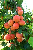 France, Drome, La Roche de Glun, Mansion Bouvat, apricot producer variety Bergeval