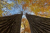 France, Seine et Marne, Fontainebleau and Gatinais Biosphere Reserve, Fontainebleau forest listed as Biosphere Reserve by UNESCO, the forest in autumn in the Rocher Canon area