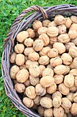 France, Dordogne, Perigord, Sorges, basket of Perigord walnuts (AOP)