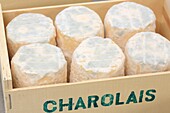 Frankreich, Saone et Loire, Hurigny Käse Chevenet, Charolais (Käse mit Ziegenrohmilch AOP)