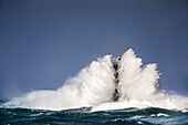 France, Finistere, Porspoder, Landunvez, Presqu'île de Saint Laurent, Chenal du Four, The Four lighthouse under storm, Historical monument classified