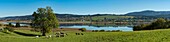 France, Doubs, Labergement Sainte Marie, panoramic view of a herd of Montbeliarde cows in front of the lake of Remoray