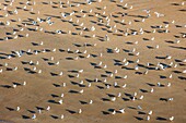 France, Vendee, La Faute sur Mer, seagulls on the beach (aerial view)