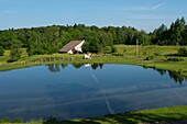 France, Haute Saone, Melisey, les milles etangs, herd of cows behind the ponds of the Rouillons estate and traditional farm