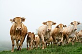 Frankreich, Tarn, Montdurausse, Les Viarnels, Damien Blanc, Züchter von Limousin-Kühen