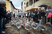 France, Haute Savoie, Annecy, the parade of the return of the pastures crosses all the old city the second Saturday of October