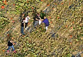 France, Seine et Marne, Jouarre, harvest of pumpkins (aerial view)