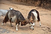 France, Corse du Sud, Sartene, goats on the Cauria plateau