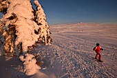 France, Haut Rhin, Hautes Vosges, Le Hohneck (1363 m), summit, spruces, snowshoe hike, sunset, winter, snow