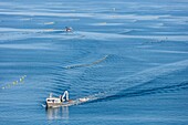 France, Vendee, La Faute sur Mer, mussel boat in mussel ropes farm (aerial view)