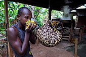 France, Mayotte island (French overseas department), Grande Terre, Ouangani, weighing at the distillery of Ylang ylang flowers freshly picked, an essential oil is extracted used in perfumery, Hassani Soulaimana Aromaore co leader