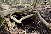 France, Doubs, European badger (Meles meles) and fox (Vulpes vulpes) terrier in the roots of a tree in foet