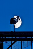 France, Doubs, Audincourt, White stork (Ciconia ciconia), stopping for the night on buildings of the city, against day on a background of the moon