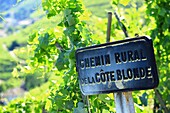 France, Rhone, Ampuis, vineyard AOC Cote Rotie, rural road of the Blonde Coast