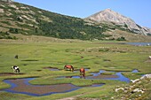 France, Haute Corse, Lake Nino (1760m) stage on the GR 20 between the Manganu refuge and the Col de Verghio, horses grazing the grass around the pozzines (small pools of water surrounded by grassy lawns)