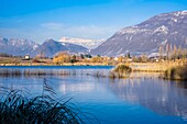 France, Savoie, Les Marches, Lake Saint André in the heart of the Combe de Savoie vineyards, Regional Nature Park of Bauges Massif in the background