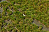 France, Gard, Aigues Mortes, landscape of the Camargue with a swan (aerial view)