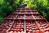 France, Drome, La Roche de Glun, harvesting peaches