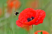France, Doubs, Flora, Bumblebee (Bombus sp) in flight and Poppy (Papaver rhoeas) in bloom in spring