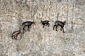 Frankreich, Doubs, Mathay, Gämse (Rupicapra rupicapra), die sich in einem in Betrieb befindlichen Steinbruch entwickelt