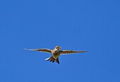 France, Doubs, Eurasian skylark (Alauda arvensis) in flight, singing