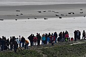 Frankreich, Somme, Berck sur Mer, Bucht von Authie, Robben bei Ebbe auf dem Sand, Touristen beobachten die Säugetiere vom Pier aus