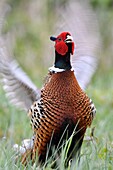 France, Somme, Common Pheasant (Phasianus colchicus) cock in breeding plumage