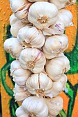 France, Bouches du Rhone, Marseille, Cours Julien (6th district), farmers' market, garlic braid