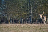 Frankreich, Cote d'Or, Sainte Sabine, Damhirsch