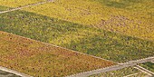 France, Vendee, Vix, Fiefs Vendeens vineyards in autumn (aerial view)
