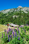 France, Haute Savoie, Mont Blanc Massif, Chamonix Mont Blanc, lupin flowers of hamlet of Tre le Champ on the road to Montets pass and needles Rouges massif