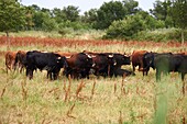 France, Occitan, Hérault, Aude Fleury, Herd of Margé, Domain Monteilles, bull ranch