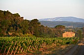 France, Aude, vine near the Fontfroide Abbey