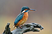 Frankreich, Doubs, Eisvogel (alcedo atthis), Jungtier, auf einem Ast über dem Wasser auf der Suche nach Fischen