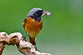 Frankreich, Doubs, Gartenrotschwanz (Phoenicurus phoenicurus), Männchen füttert seine Jungen