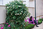 France, Hauts de Seine, Puteaux, Passage des Roses garden