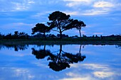 France, Bouches du Rhone, Camargue Regional Natural Park, Saintes Maries de la Mer, rice fields